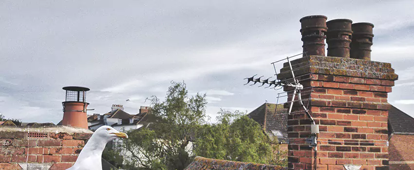 Chimney Cleaning And Restoration in Atascocita, Texas